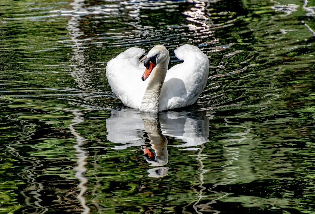 swan lake reflection